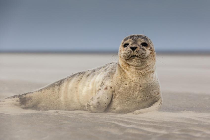 Paddle - Vue Mer - 100M Plage Berck 外观 照片